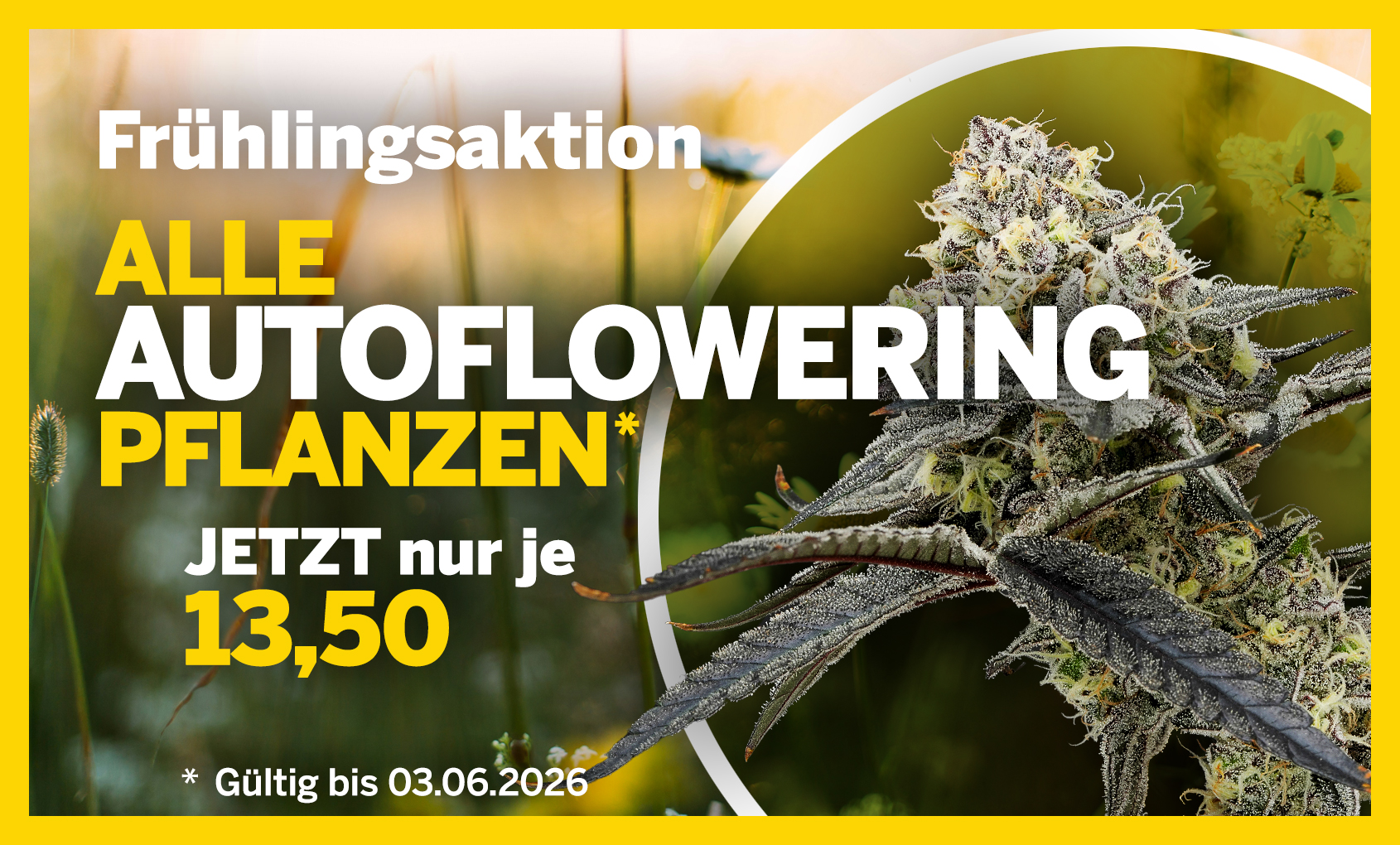 Autoflowering Pflanzen