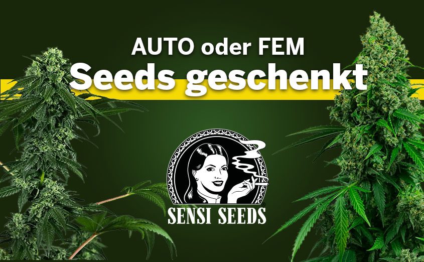 Sensi Seeds | Die weltweit größte Cannabis-Saatgut Datenbank