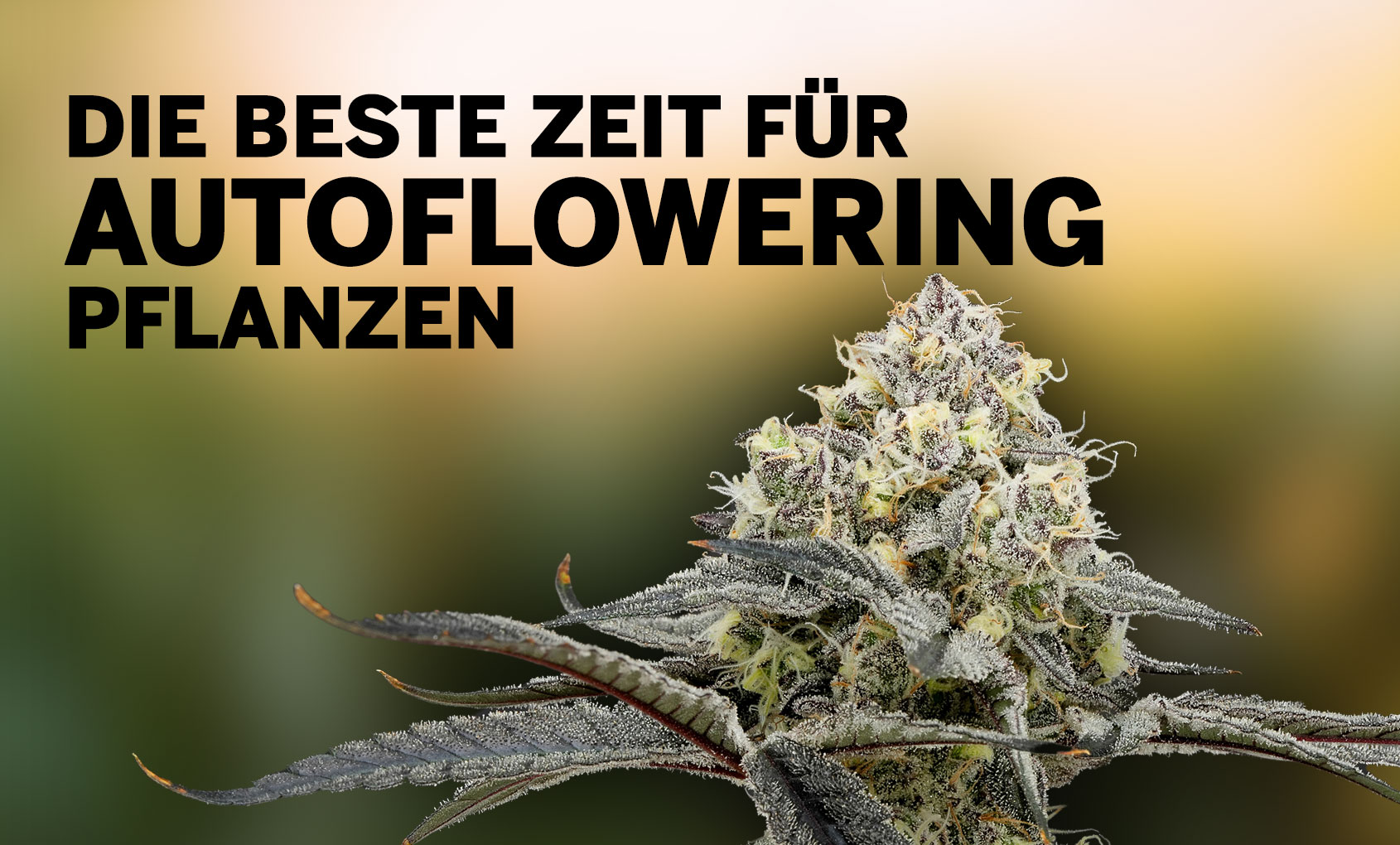 Autoflowering Pflanzen