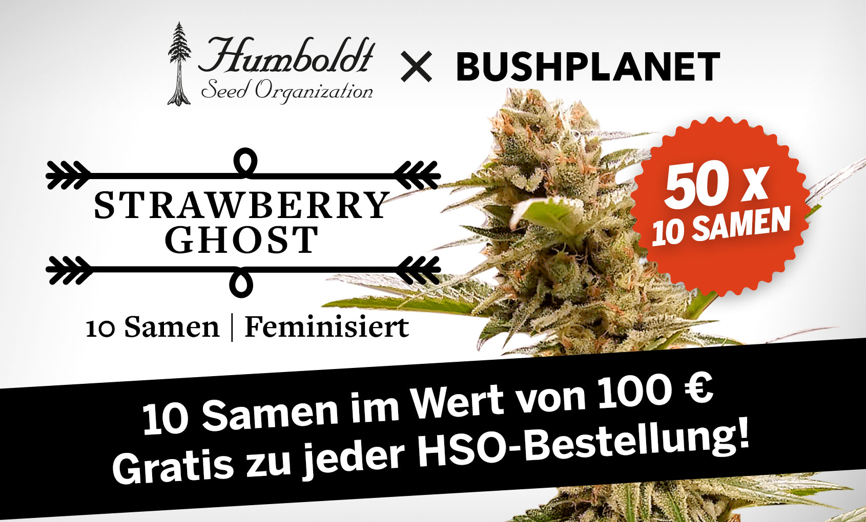 humboldt-seed-strawberry-ghost-10-fem-samen-gratis