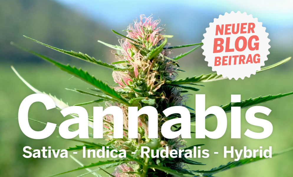 Cannabis Sativa, Indica, Ruderalis, Hybrid... wie Bitte?