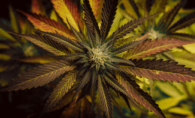 News about the German Cannabis Law - 