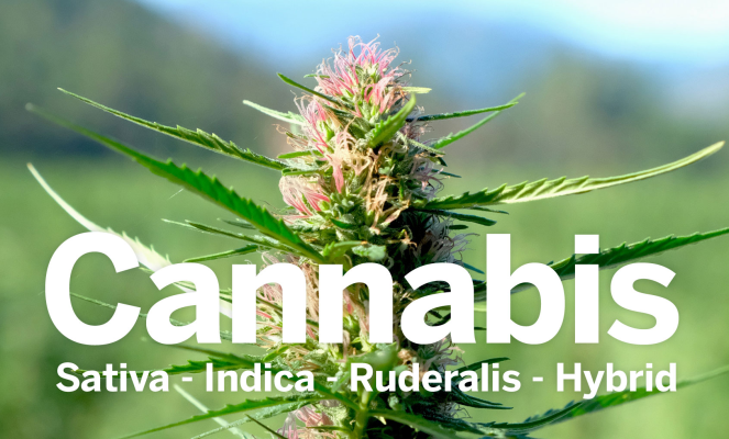 Cannabis Sativa, Indica, Ruderalis, Hybrid... wie Bitte? - Cannabis Sativa, Indica, Ruderalis, Hybrid... wie Bitte?