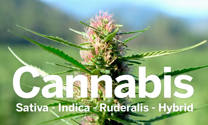 Cannabis Sativa, Cannabis Indica, Cannabis Ruderalis, Hybrid... say what? - Cannabis Sativa, Cannabis Indica, Cannabis Ruderalis, Hybrid... say what?