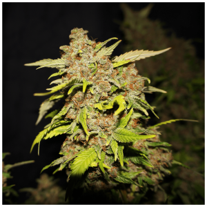 T.H. Seeds MOB Special Pack | Feminized | 6 seeds