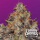 Paradise Seeds Blue Kush Berry | Tommy Chongs collection | Feminized | 10 seeds