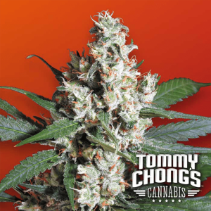Paradise Seeds L.A. Amnesia | Tommy Chongs collection |...