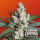 Paradise Seeds L.A. Amnesia | Tommy Chongs collection | Feminisiert | 10 Samen