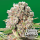 Paradise Seeds Mendocino Skunk | Tommy Chongs collection | Feminized | 10 seeds