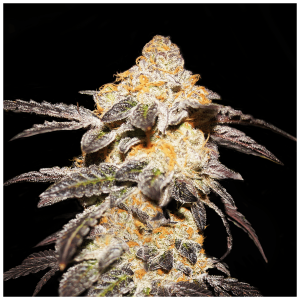 T.H. Seeds French Cookies | Feminized | 6 seeds