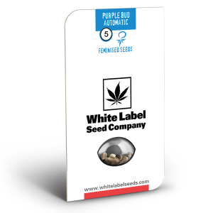 White Label Purple Bud Automatik | 5 Samen