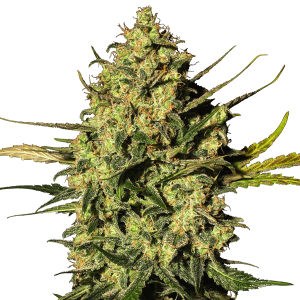 White Label Master Kush Automatik | 5 Samen