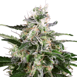 White Label White Skunk Automatic | 5 seeds