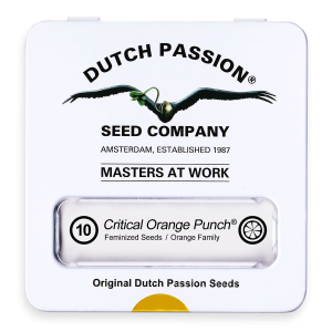 Dutch Passion Critical Orange Punch | Fem | Pack of 10