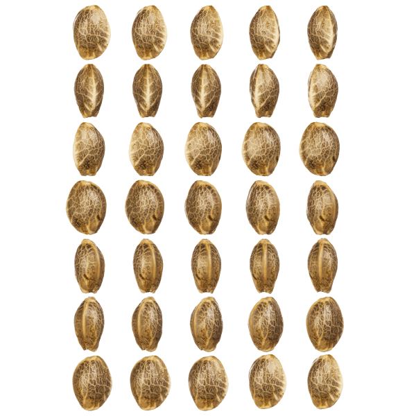 T.H. Seeds Gelato33 x French Cookies aka French Macaron | Fem | 6er + 1