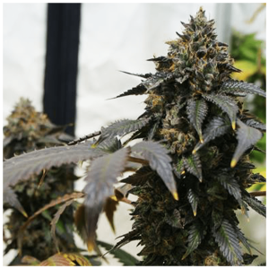 T.H. Seeds French Macaron | Feminized | 6 seeds