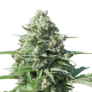 Royal Queen Royal Gorilla | Automatic | 3 seeds
