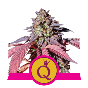 Royal Queen Purple Queen | Feminized | 10 seeds