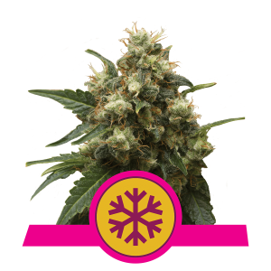 Royal Queen Ice | Feminized | 3 seeds