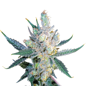 Royal Queen Royal Cheese - Fast | Feminized | 3 seeds