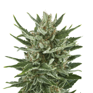 Royal Queen Speedy Chile - Fast | Feminized | 3 seeds