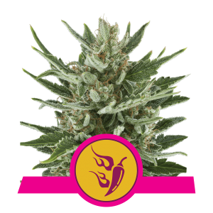 Royal Queen Speedy Chile - Fast | Feminized | 3 seeds
