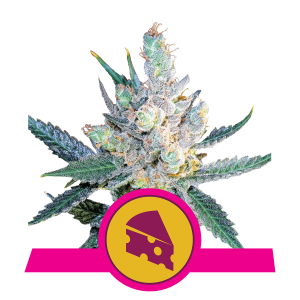 Royal Queen Royal Cheese - Fast | Feminized | 5 seeds