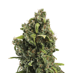 Royal Queen Candy Kush Express - Fast | Feminized | 5 seeds
