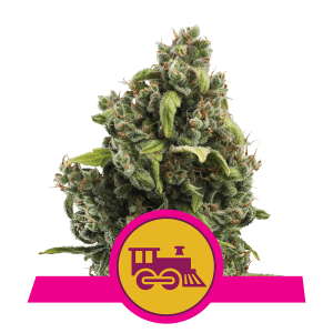 Royal Queen Candy Kush Express - Fast | Feminized | 5 seeds