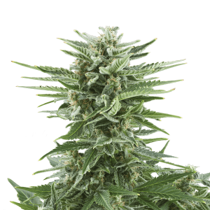 Royal Queen Easy Bud | Automatic | 5 seeds