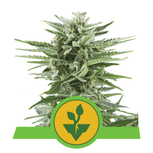 Royal Queen Easy Bud | Automatic | 5 seeds