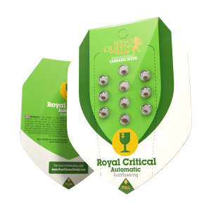 Royal Queen Royal Critical | Automatik | 5 Samen