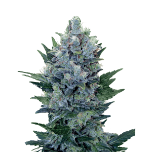 Royal Queen Northern Light | Automatic | 10 seeds