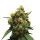 Royal Queen Painkiller XL | Feminized | 3 seeds