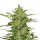 Royal Queen Fast Eddy CBD | Automatic | 10 seeds