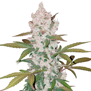 Fast Buds Girl Scout Cookies | Automatic | 10 seeds