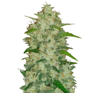 Fast Buds Original Chemdawg | Automatic | 10 seeds