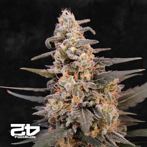 Fast Buds Original Critical | Automatik | 5 Samen