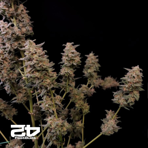 Fast Buds Original Critical | Automatik | 5 Samen