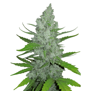 Fast Buds Original Sour Diesel | Automatic | 5 seeds
