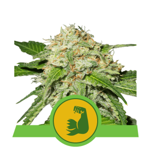 Royal Queen Hulkberry | Automatic | 3 seeds