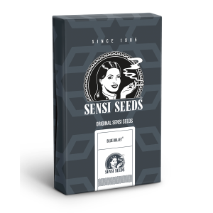 Sensi Seeds Blue Bullet | Automatic | 5 seeds