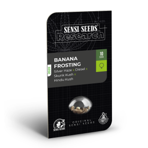 Sensi Seeds Banana Frosting | Feminisiert | 3 Samen