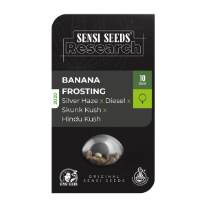 Sensi Seeds Banana Frosting | Feminisiert | 5 Samen