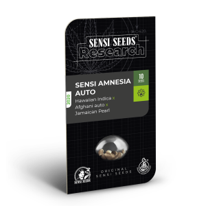 Sensi Seeds Sensi Amnesia | Auto | Pack of 3