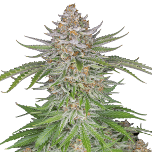 Fast Buds Strawberry Pie | Automatic | 5 seeds