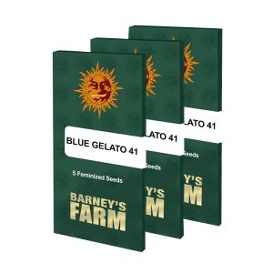 Barneys Farm Blue Gelato 41 | Feminisiert | 3 Samen