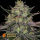 Barneys Farm Gorilla Zkittlez | Feminisiert | 3 Samen