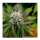 Barneys Farm LSD | Automatic | 5 seeds