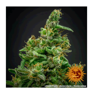 Barneys Farm Purple Punch | Feminisiert | 3 Samen
